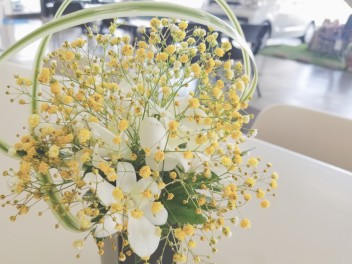Baby’s breath
