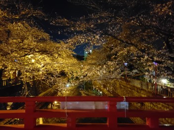 桜見に行ってきました！