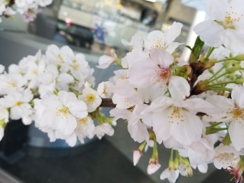 サクラ