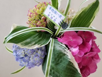 紫陽花