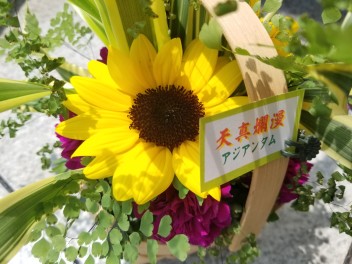 向日葵