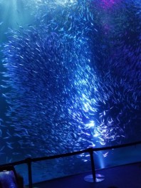 名古屋港水族館に行ってきました！