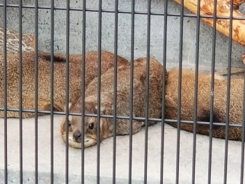 京都市動物園の清掃に行って来ました！