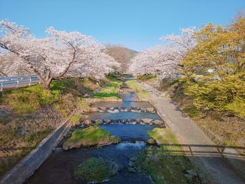 さくら・サクラ・桜・SAKURA