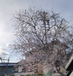 露頭桜