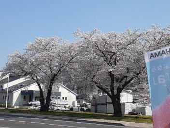 桜