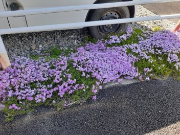 芝桜