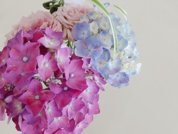 紫陽花