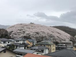 弘法山の桜が見ごろです（^^)