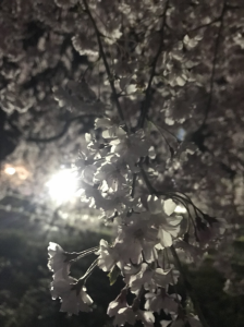 桜②
