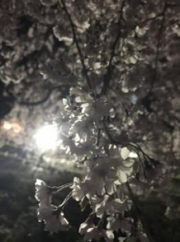 ＊夜桜＊