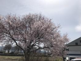 桜だより