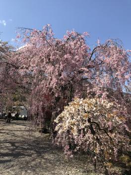 桜も散りつつ