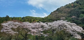 春です。