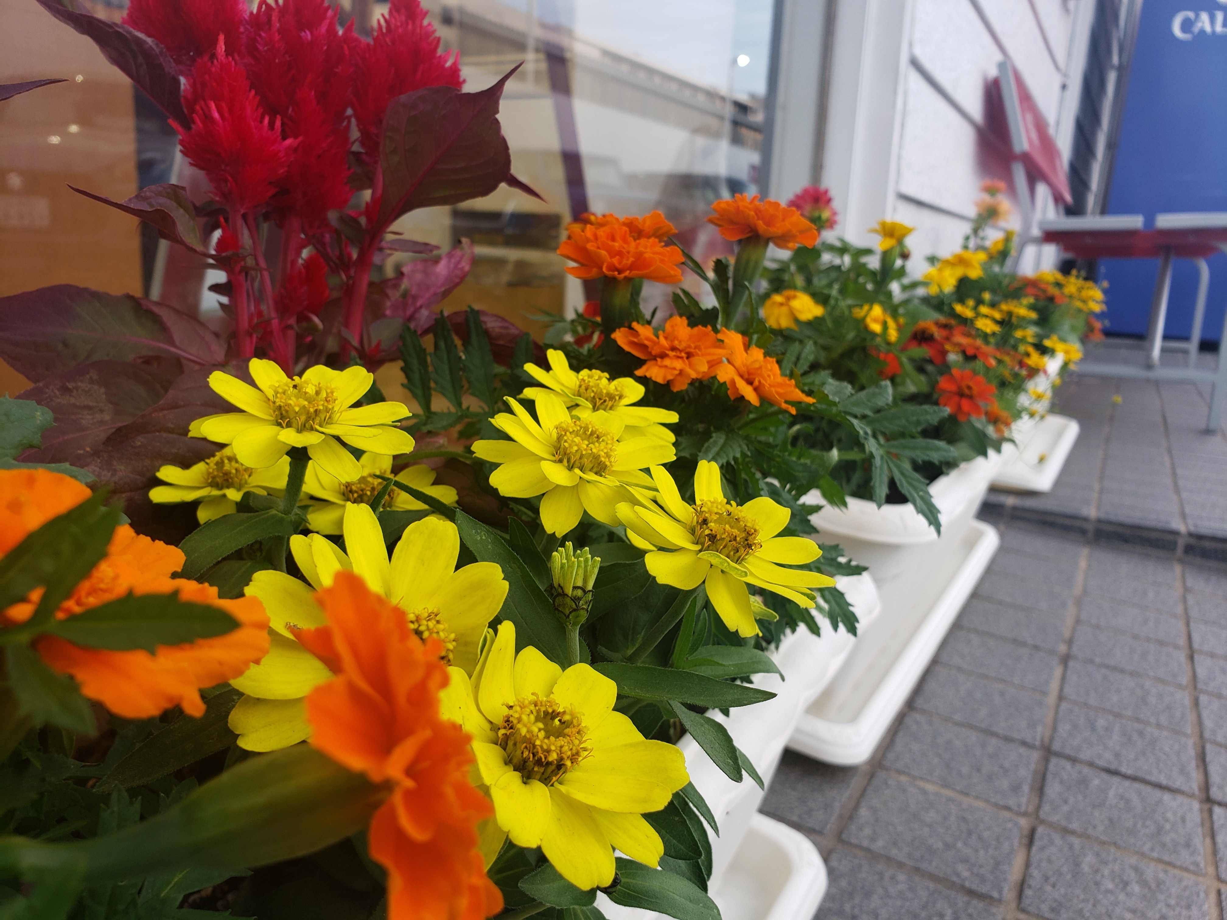 可愛いお花の仲間入り その他 お店ブログ 株式会社スズキ自販湘南 スズキアリーナ湘南さがみはら