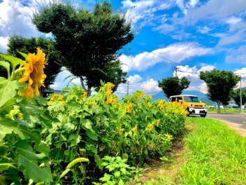 【私の夏】ハスラーとひまわり