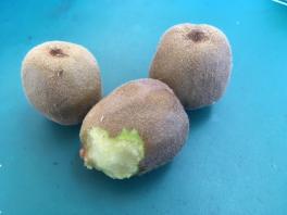 kiwifruit