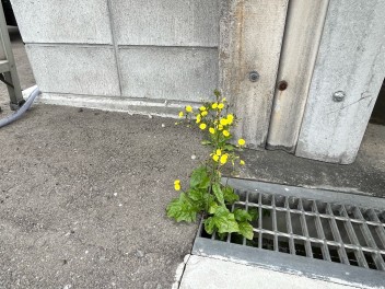 【お花】春ですね