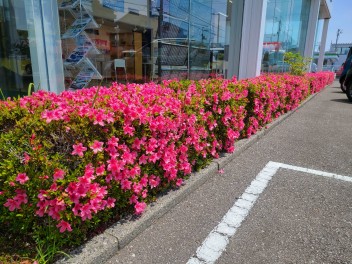 サツキの花が満開です(´▽｀*)