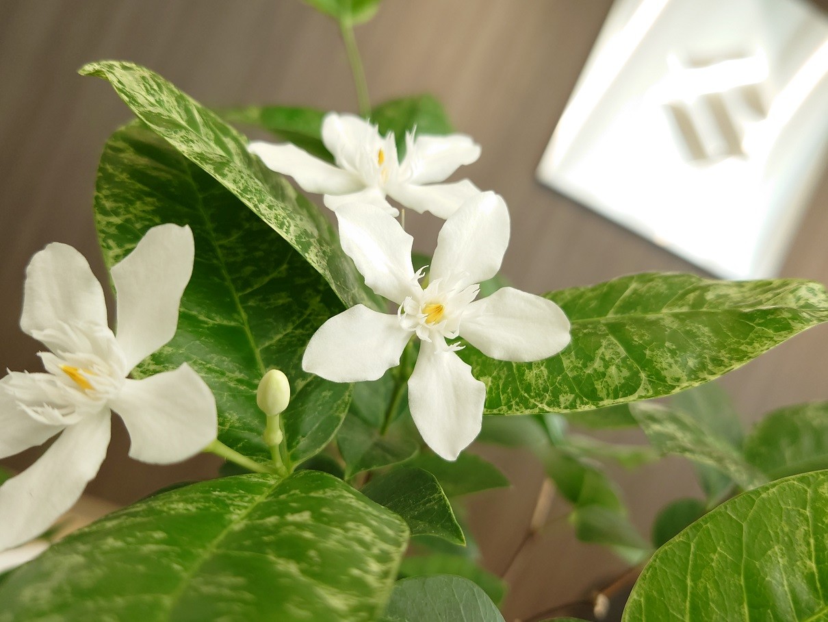 店舗からのごあいさつ 九州スズキ販売株式会社 福岡西営業所