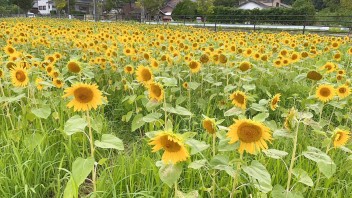 【一面の黄色】糸島ドライブに行きました