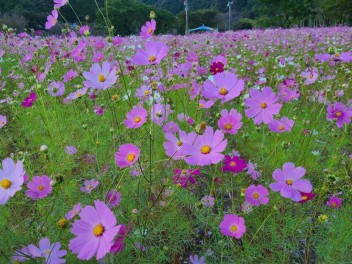 日暮れの おち宮の前公園のコスモス