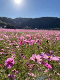 秋の行楽シーズン到来！一面ピンクのコスモス畑のご紹介。コスモス狩りも。