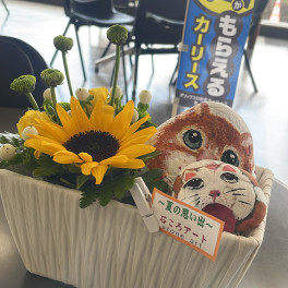 石にネコ