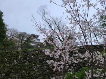 高知城の桜