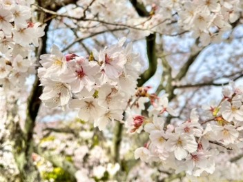 【桜】大決算フェアありがとうございました！