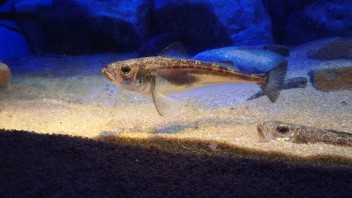 水族館って楽しいですよね！