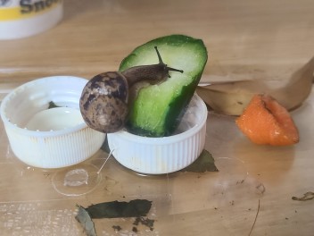従業員のつぶやき～この季節になるとよく見かける～