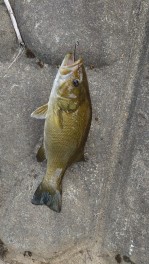 西の気まぐれ釣果日記⑤