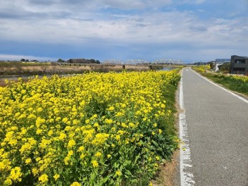 江戸川の菜の花が満開です！