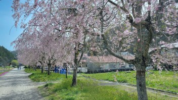 最後の花見？　凱旋桜