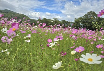 越知町コスモスまつり