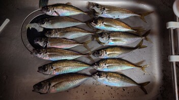 釣果情報です！