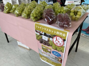 本日（9/20）、大好評のシャインマスカット即売会をおこないます♪♪ 午前中のみの販売となります。