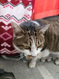猫の日　２０２５