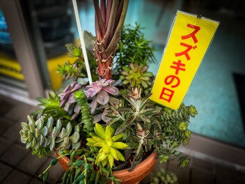 スズキの日開催中！！