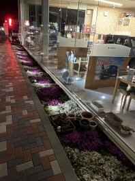 ショールーム前の芝桜がキレイに花が咲いてきました♪♪