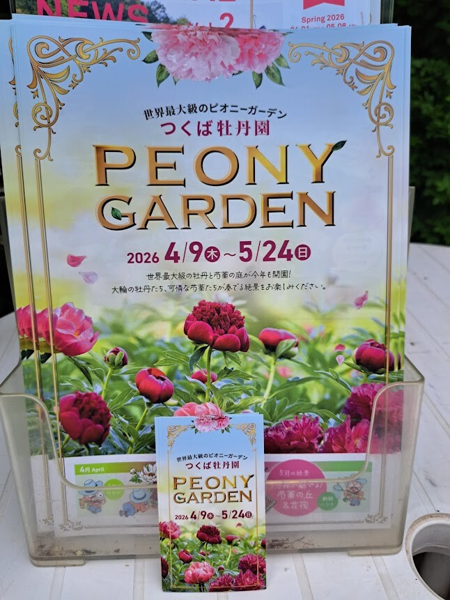 牡丹と芍薬の違いわかりますか？｜その他｜お店ブログ｜スズキ新茨城