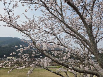 桜を見に行きました