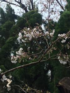 写真 2018-03-27 7 56 56