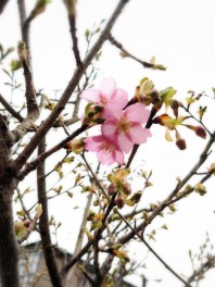 桜　咲く