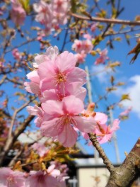 桜　咲く　咲く　　世界平和への祈り