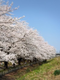 sakura サクラスポット　今宮公園　