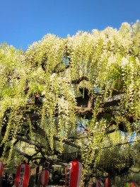 八王寺の白藤　燕市　藤まつり