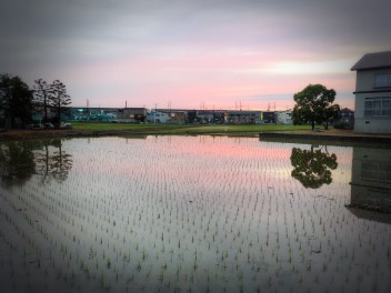 田植え後の夕焼け　毎夕の月