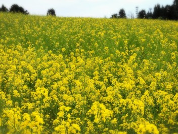 小千谷　菜の花　山本山ポケットパーク